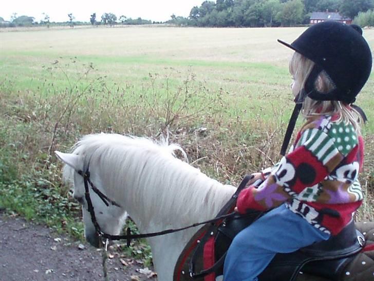 Anden særlig race Prins Kaj billede 4