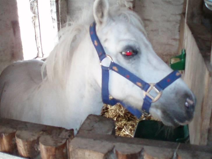 Anden særlig race Prins Kaj billede 5