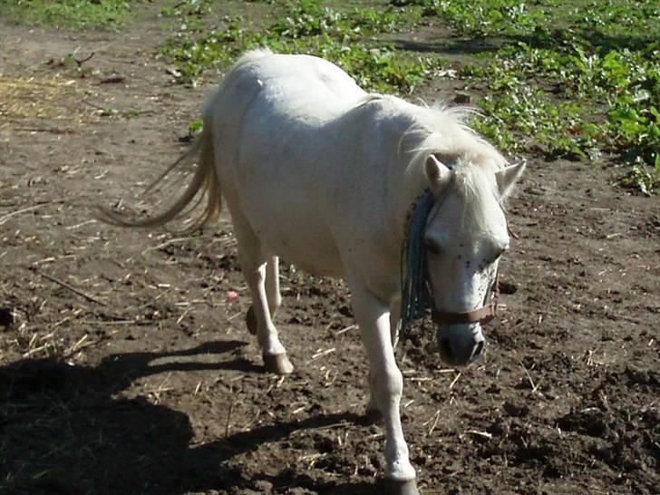 Anden særlig race Prins Kaj billede 8