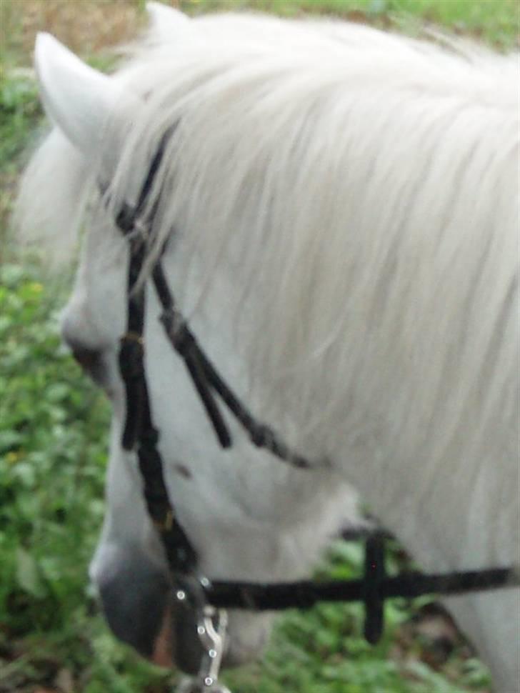 Anden særlig race Prins Kaj billede 9