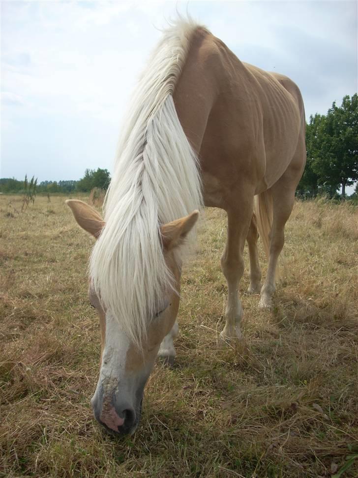 Haflinger Lady - Detter er så Lady en af de første gang jeg så hende.  billede 2