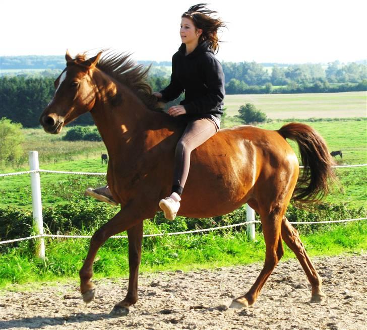 DSP Firhøjs Nobi - min engel - when she trust me´ i trust her ! billede 16