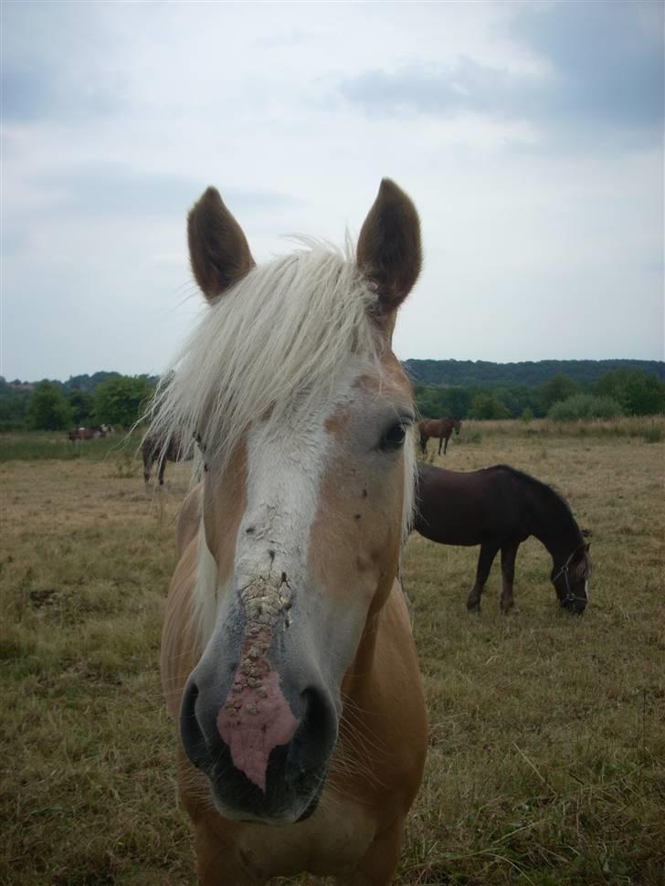 Haflinger Lady - MIn Lille tøs. MED SÅR PÅ MULEN!!!! billede 3