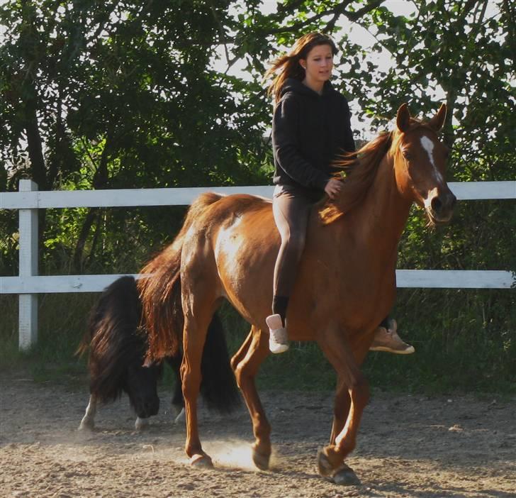 DSP Firhøjs Nobi - min engel - ´ hvis du siger det, ved jeg det er rigtigt ;´i billede 18