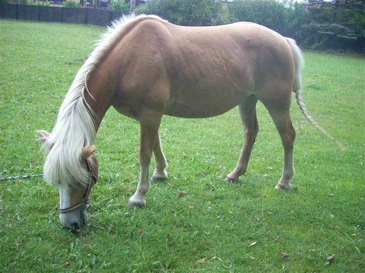 Haflinger Lady - Mum.... Noget græs til den lille mave, lige efter vi har været inde og vaske hale - og fået den flettet fint. billede 4
