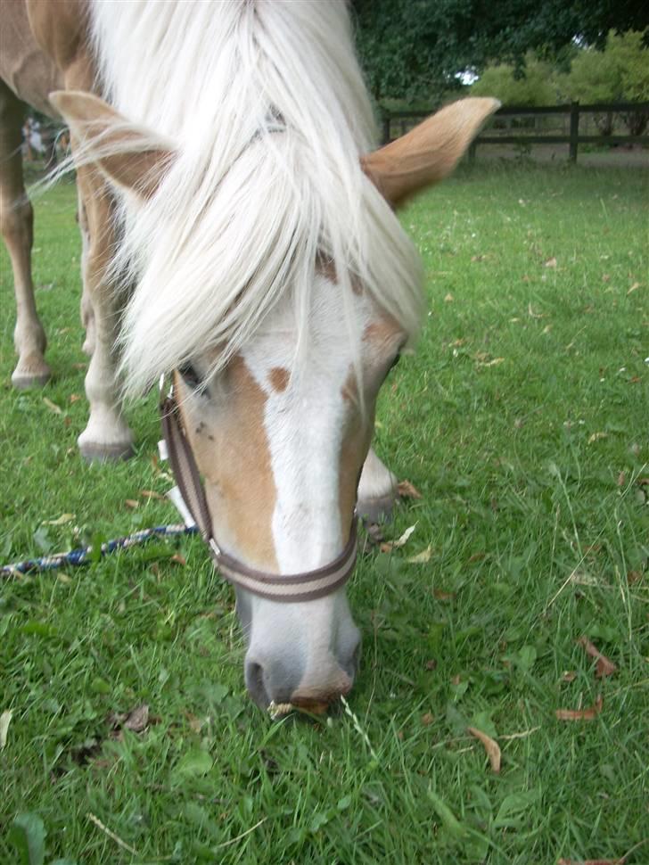 Haflinger Lady - Lidt mere græs. billede 5