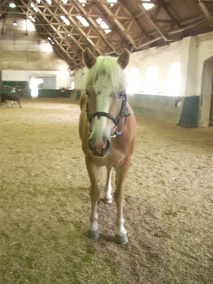 Haflinger Lady - <33 billede 6