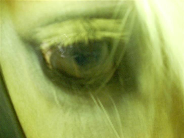 Haflinger Lady - Tøsens smukke øje. billede 7