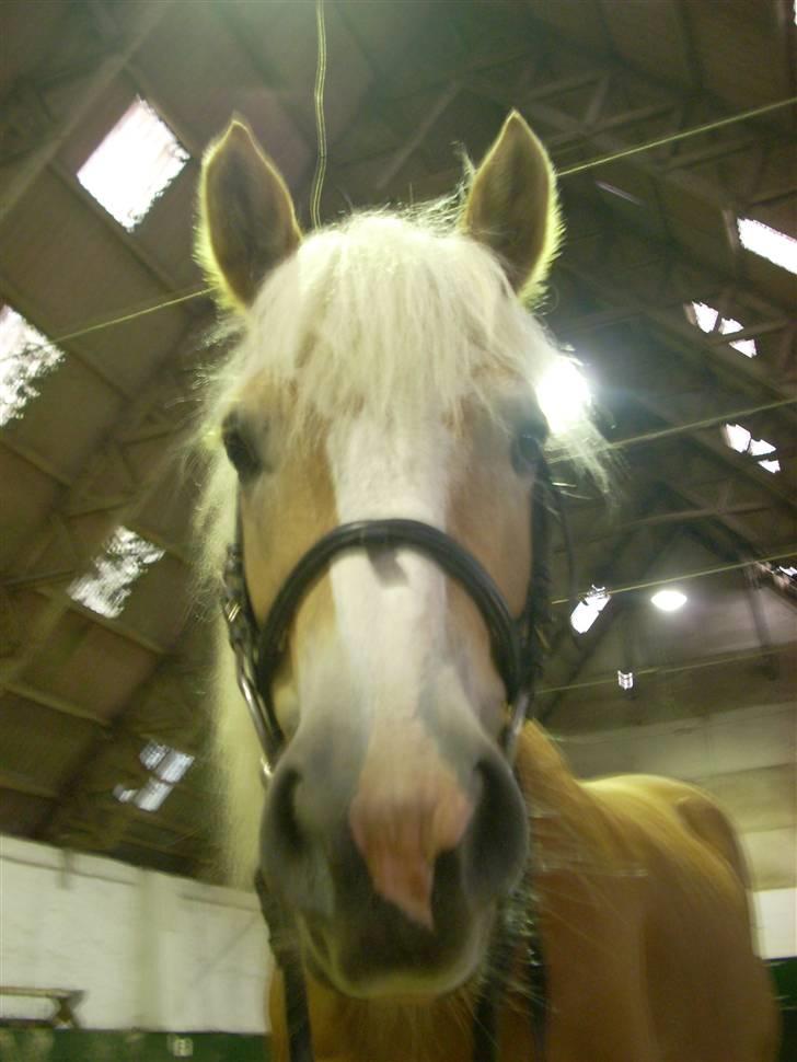 Haflinger Lady - Sig ´Hej´ til mig. billede 8