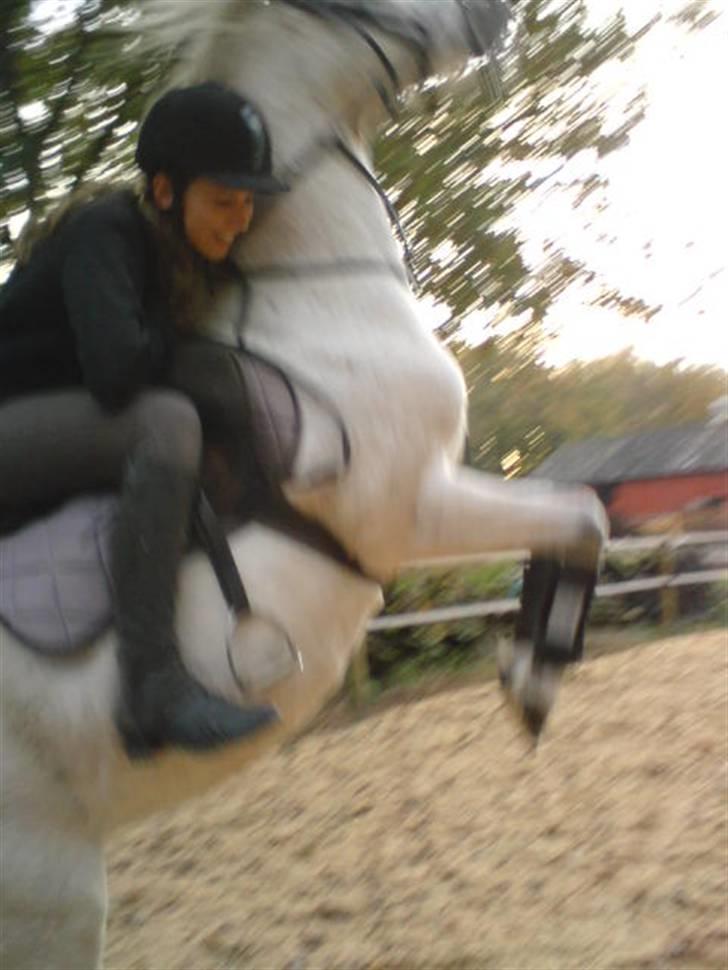 Anden særlig race Shah Noir's Shana bey - i stedet for at sætte i galop, stejlede hun. billede 5