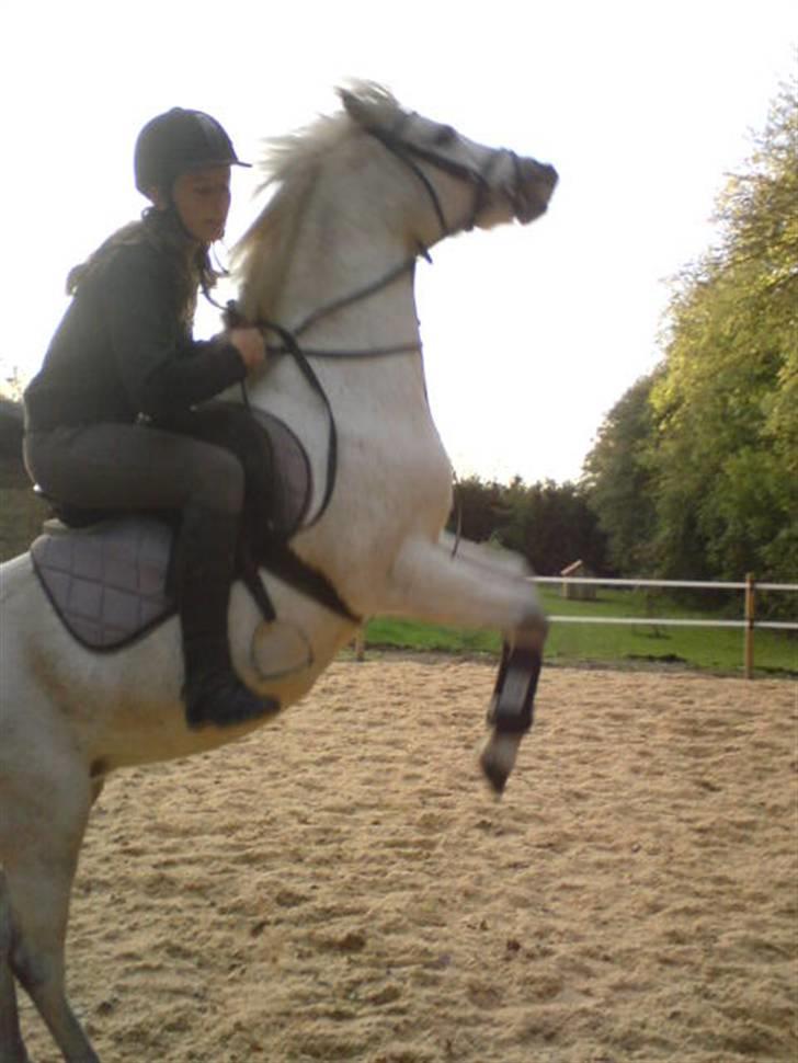 Anden særlig race Shah Noir's Shana bey - når der er noget hun ikke har lyst til, er det løsningen. :b billede 6