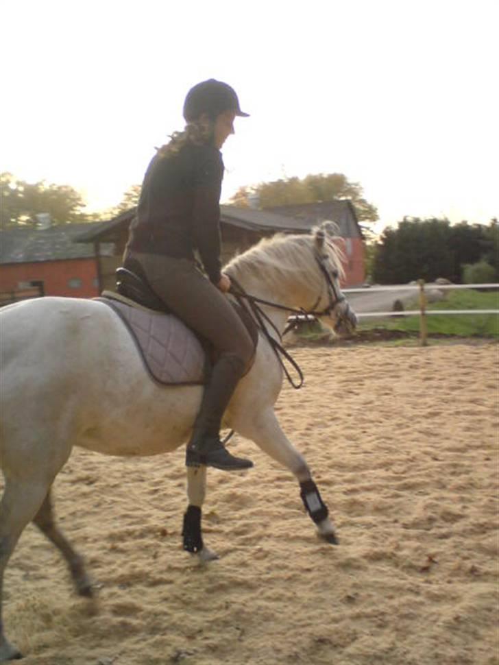 Anden særlig race Shah Noir's Shana bey - min ynglings pony, af dem alle. <3 billede 7