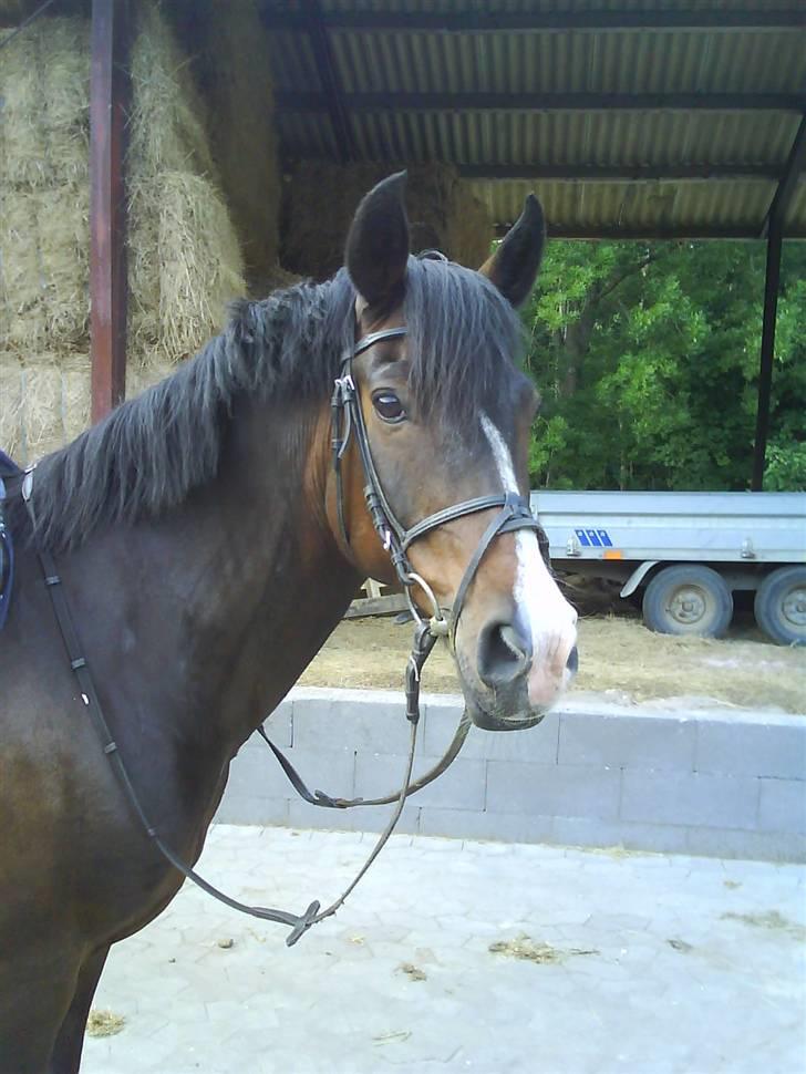 New Forest Dona - en dag, da vi er på vej ud og ride. billede 10