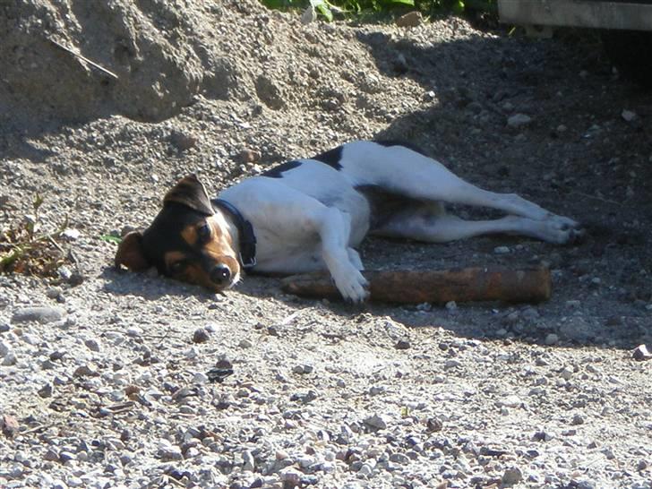 Holstener Charmeur - Chilie min lille søde hund billede 18