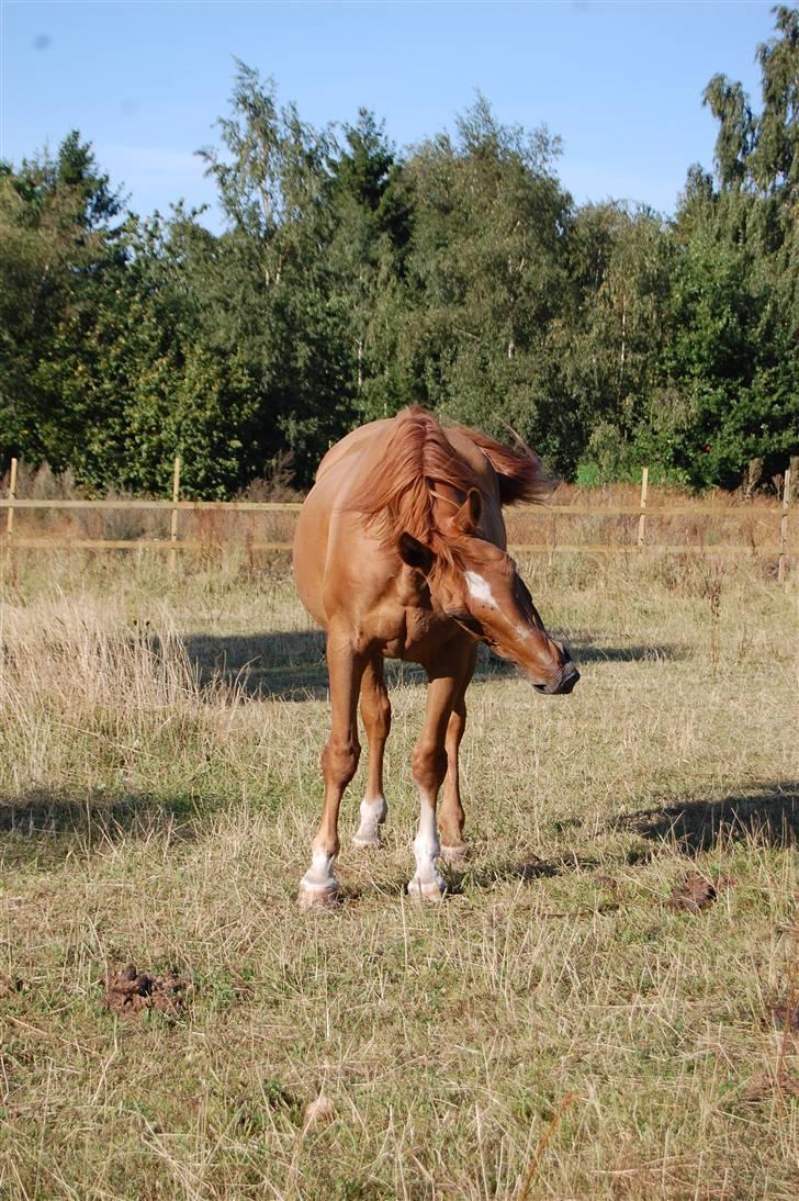 Hannoveraner Dialekt - 6) "En god træner kan få en hest til at gøre hvad han ønsker. En virkelig god træner, kan få en hest til selv at ønske at gøre det" - Monty Roberts billede 6