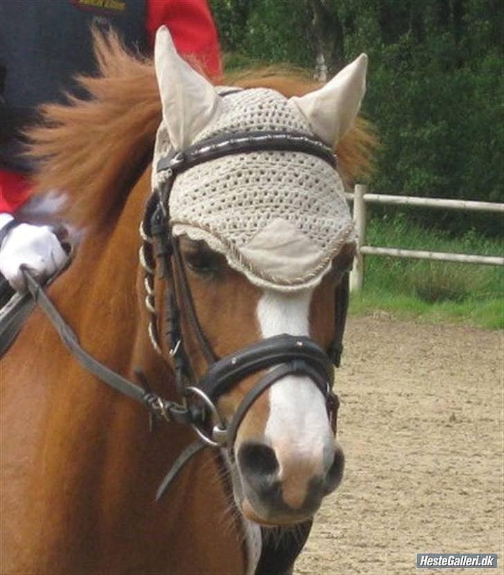 Welsh Mountain (sec A) Lady solgt :'( - ørnhøj 2008 ..... det var super sjovt og det gik super godt vi vandt en 1 plads<33 billede 1