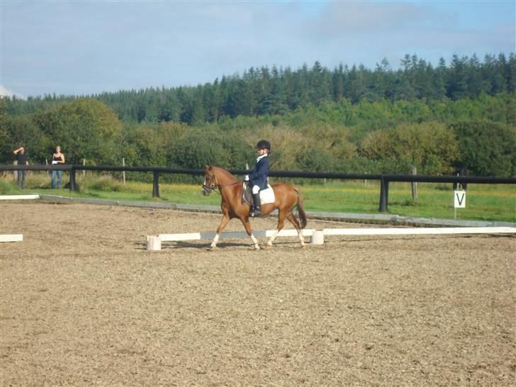 Welsh Mountain (sec A) Lady solgt :'( - ørnhøj 2008 ..... det var super sjovt og det gik super godt vi vandt en 1 plads<33 billede 2