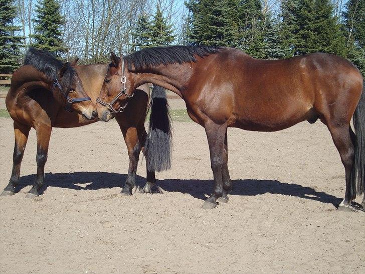 New Forest Amagergaardens Zorro - Zorro og Ramiro. billede 13