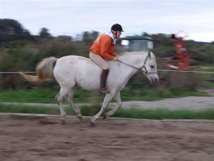 New Forest Flikasja*solgt* billede 12