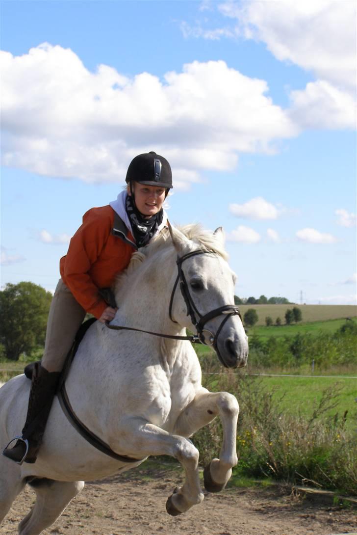 New Forest Flikasja*solgt* billede 13