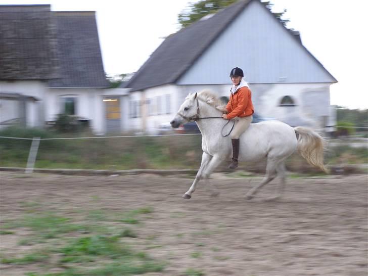 New Forest Flikasja*solgt* billede 14