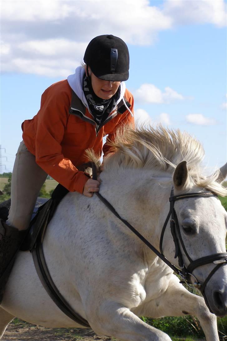 New Forest Flikasja*solgt* billede 15