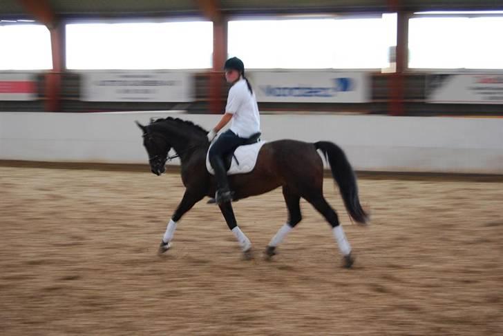 Anden særlig race SWEET WONDER ~ solgt. billede 19