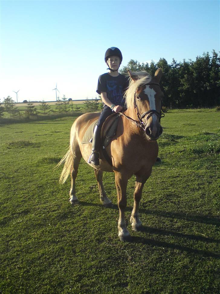 Haflinger Debbie billede 10