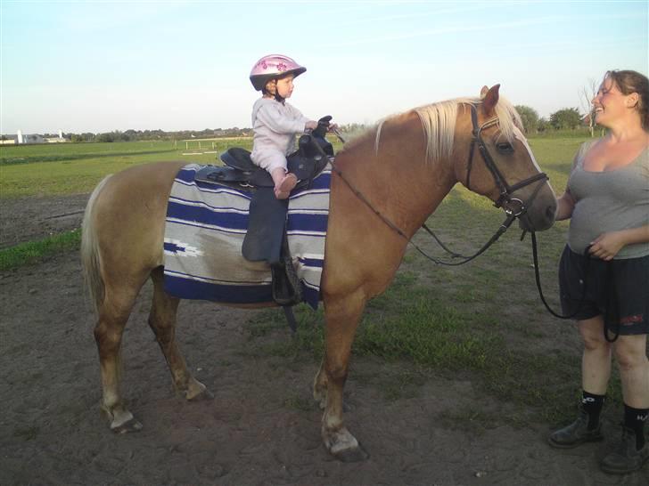 Haflinger Debbie billede 11