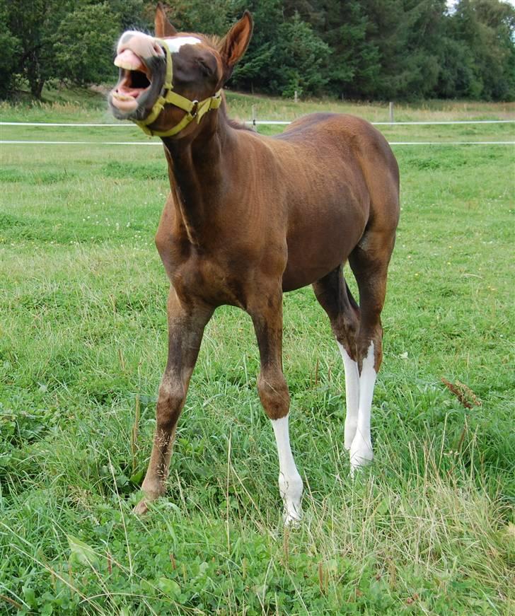 Anden særlig race Lykkebos Exotic Fire - Uhadada, så er man lidt træt:) billede 4