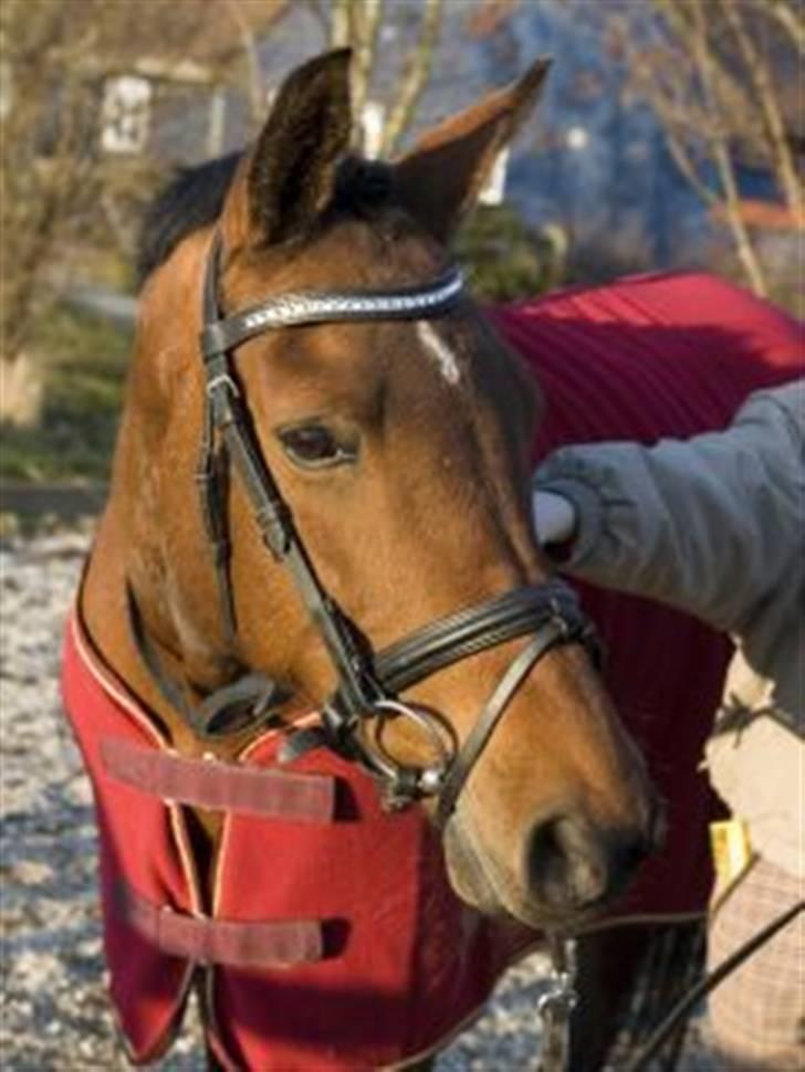 Anden særlig race starappeal billede 13
