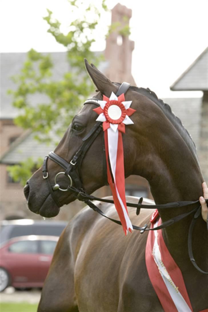 Dansk Varmblod Esandri billede 19