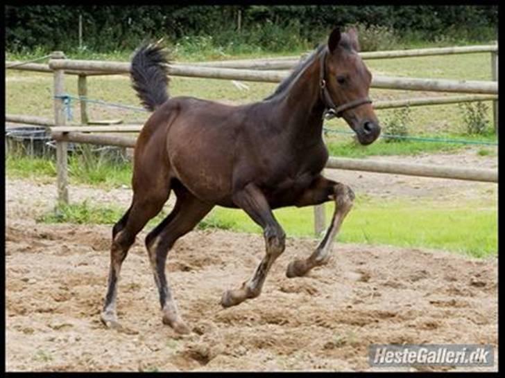 Dansk Varmblod Esandri billede 20