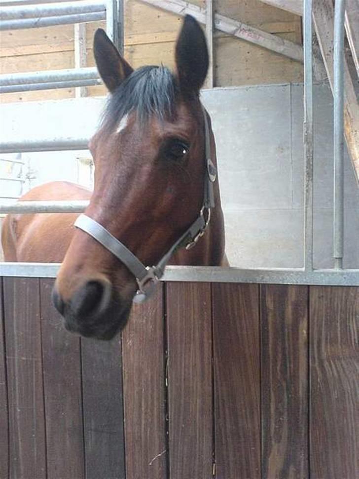 Anden særlig race starappeal billede 14