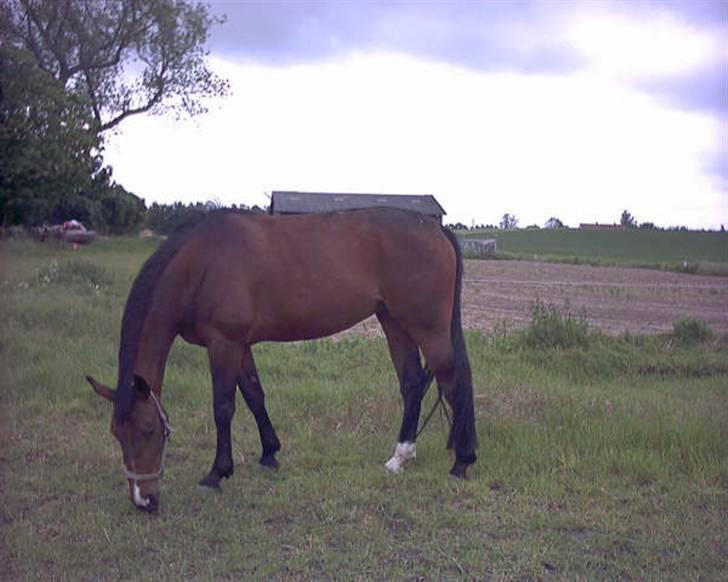 Dansk Varmblod Eugine billede 1