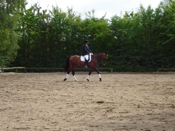 Dansk Varmblod Eugine billede 3