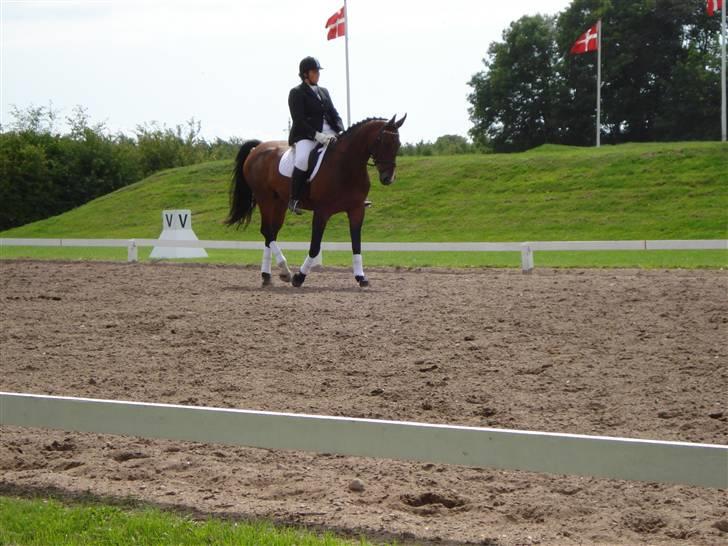 Dansk Varmblod Eugine billede 7