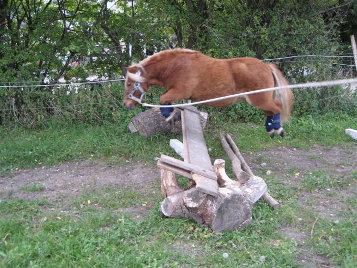 Shetlænder lucas :D - hopsa! billede 20