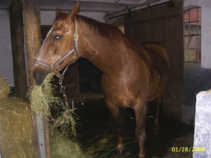 Dansk Varmblod Zenobie<3 - Zenobie efter ridetur billede 10