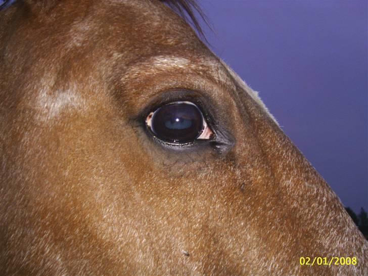 Dansk Varmblod Zenobie<3 - Zenobie billede 11