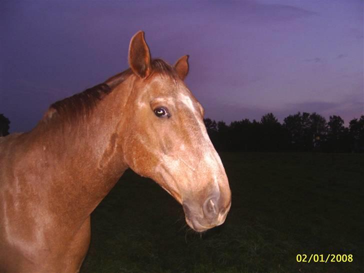 Dansk Varmblod Zenobie<3 - Zenobie billede 12