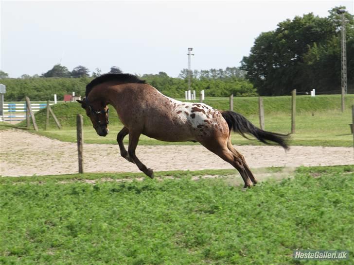 Appaloosa Krezip - Vil aldrig glemme dig! billede 1