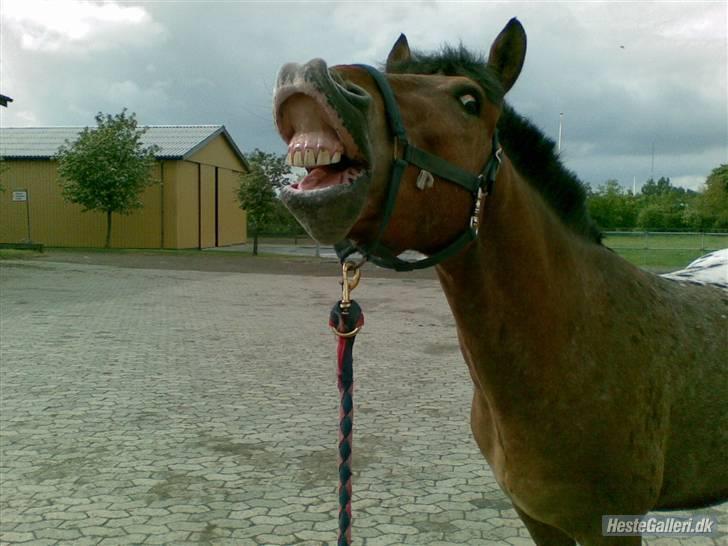 Appaloosa Krezip - #5. ´Smil til verden, så smiler den til dig.´ billede 5