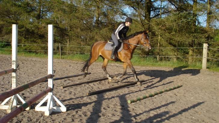 Dansk Varmblod Lavendel (Mouse) billede 7