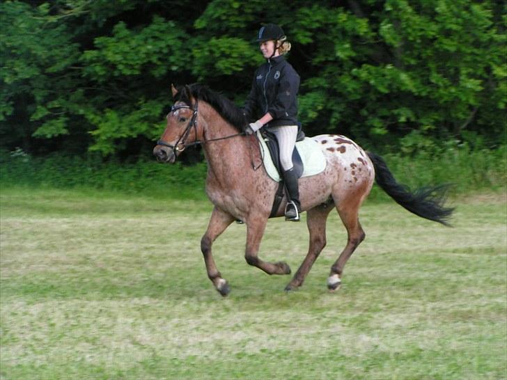 Appaloosa Krezip - #10. ´Når 2 væsner arbejder sammen som 1´. billede 10