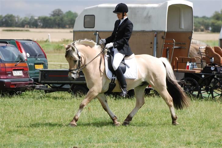 Fjordhest Arkibald ***SOLGT*** - Branderup 2008 Foto af Lisbeth Bendixen billede 12