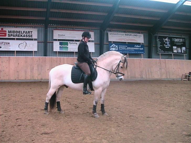 Fjordhest Arkibald ***SOLGT*** - Arkibald og jeg 2007 billede 13