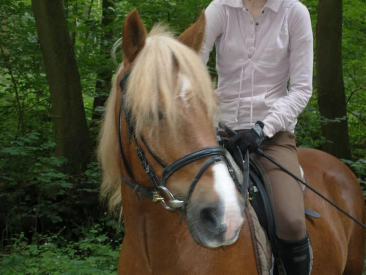 Haflinger Tarzan - Hvad kan du høre søde? billede 2