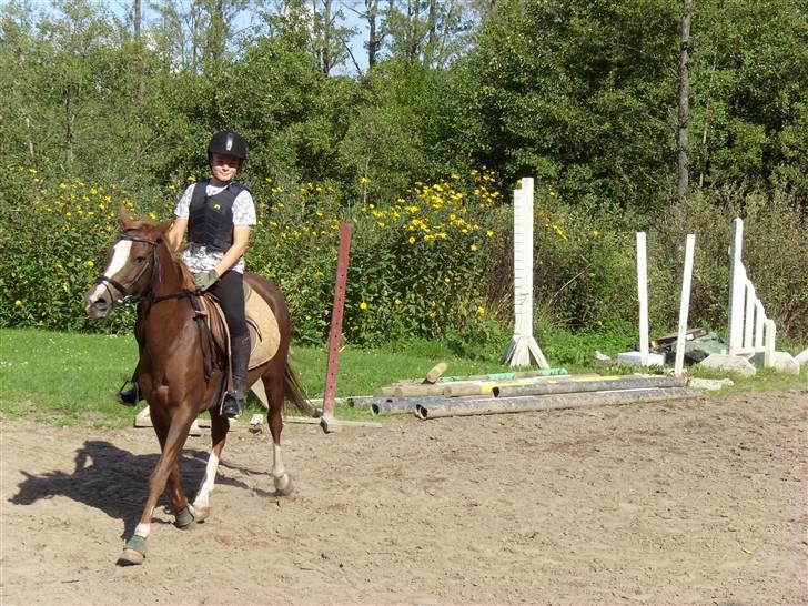 Hollandsk Sportspony Esprit - Esprit og mig på vores springbane billede 2