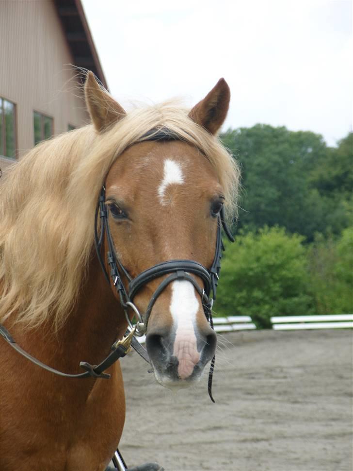 Haflinger Tarzan - Hej min skat, elsker dig! billede 3